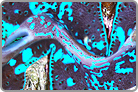TOP 50 Maxima Clam